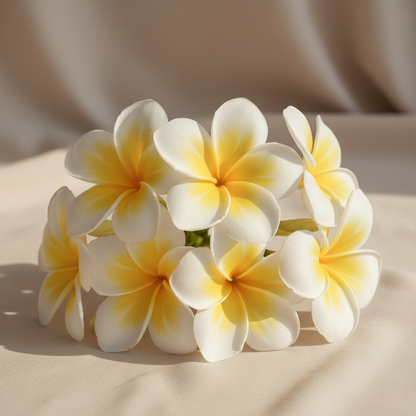 Frangipani